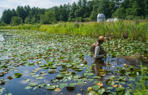 A man with chest waders walking through a lily pond