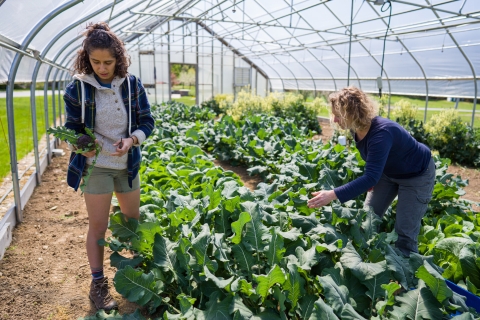Two female college students in a greenhouse inspecting lettuce